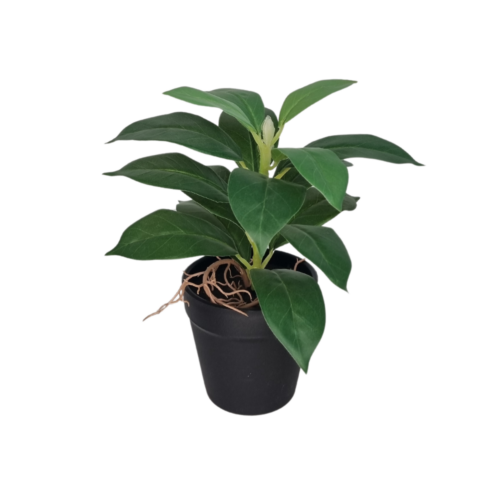 Kunstig plante med spidse grønne blade